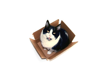 cat in a box