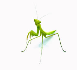 preying mantis